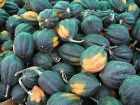Squash Recipe Index
