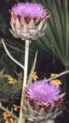 Artichoke Blossoms