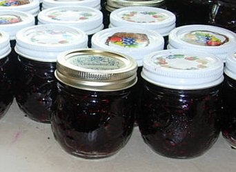 Lots of small jars of Blackberry Jelly