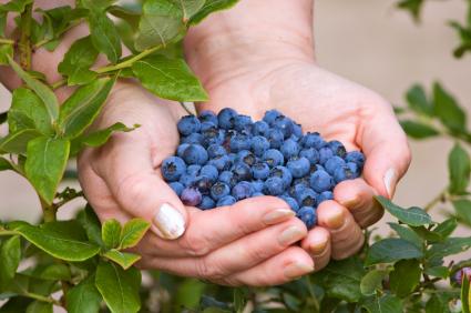 a handfull of blueberries