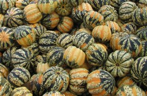 squash varieties