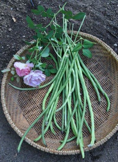 Sauteed Chinese Long Beans