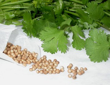 coriander vs parsley