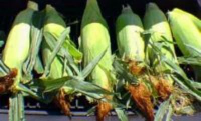 Corn Husks  L&G Foods LLC