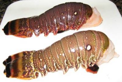 slipper lobster tails near me