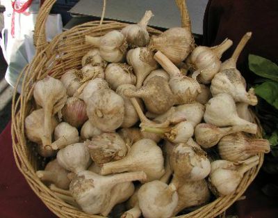 Garlic Hints and Tips