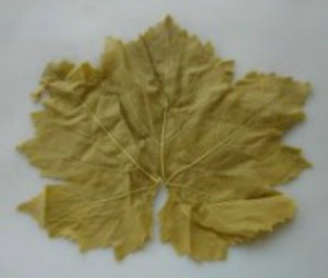 Fresh Grape Leaf lying flat on a white surface