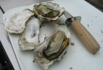 Shucking Oysters