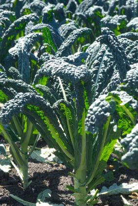 Vegetable Buying Guide, Kale