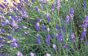 Chicken with Herbes De Provence