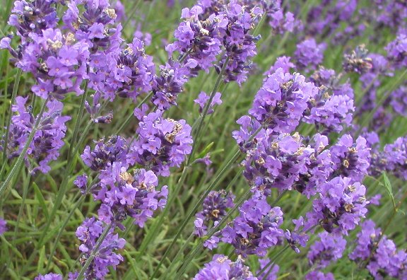 Lavender blossoms