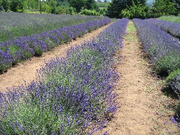 Lavender Field