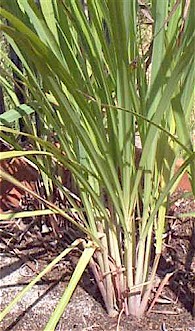 Lemon Grass, Whats Cooking America