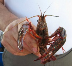 How To Boil Live Crawfish 