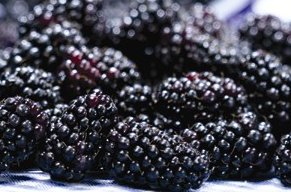 Blackberry Recipe Collection