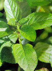 close up of peppermint plant 
