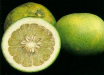 pomello strain