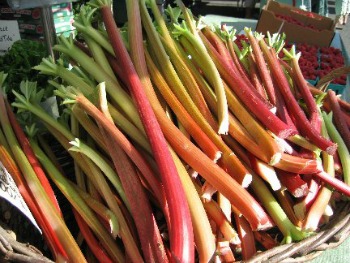 Stalks of Rhubarb