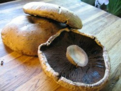 Marinated portobello mushrooms