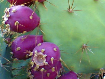 Prickly pear cactus 