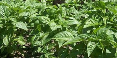 Basil Ocimum Basilicum Whats Cooking America