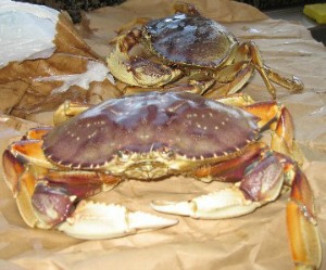 Dungeness Crab