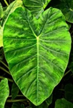  Taro Leaf 