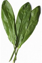 Ti Leaf