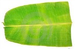  Banana Leaf 