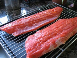 Air Drying Brined Salmon