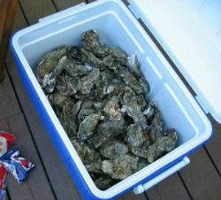 Storing live oysters