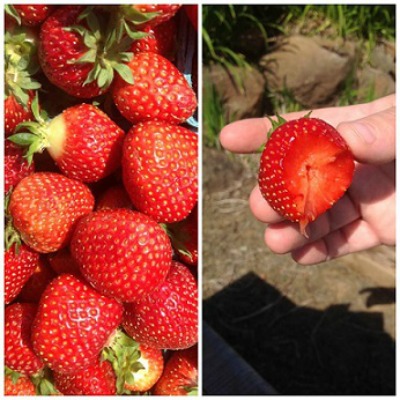 Hood Strawberries