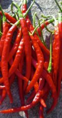 Arbol Chile Peppers