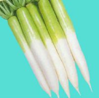 Daikon Radishes