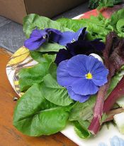 Types of Edible Flowers & How to Use Them - This Healthy Table