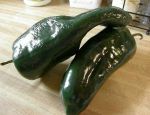 Poblano Chile Peppers