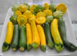 Summer Squash