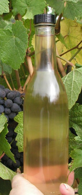 Verjus in a tall glass bottle in front of grapes on the wine