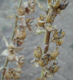 Foxglove Flower Alert Whats Cooking America