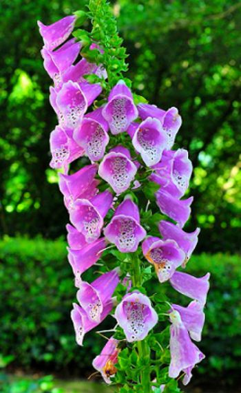 Foxglove (Digitalis Purpurea) British Plants Woodland Trust