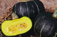 Autumn Cup Squash