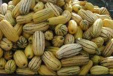 Delicata Squash