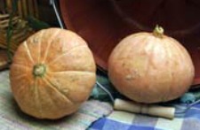 Gold Nugget Squash