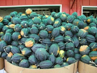 Summer Squash Varieties Chart