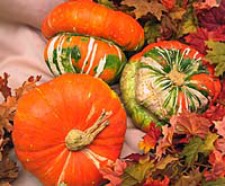 Turban Squash