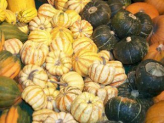 Gourd Identification Chart