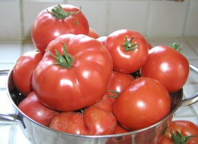 lots of large tomatoes in a silver mixing bowl