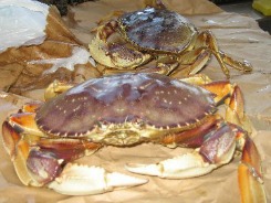 two Live Crabs on brown paper for seafood recipes