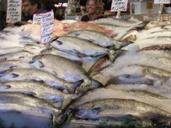 Whole Salmon on ice, displayed at fish market