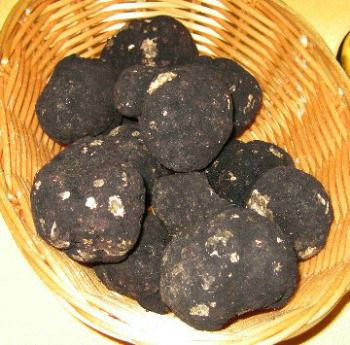 basket full of black truffles for the truffle dinner menu